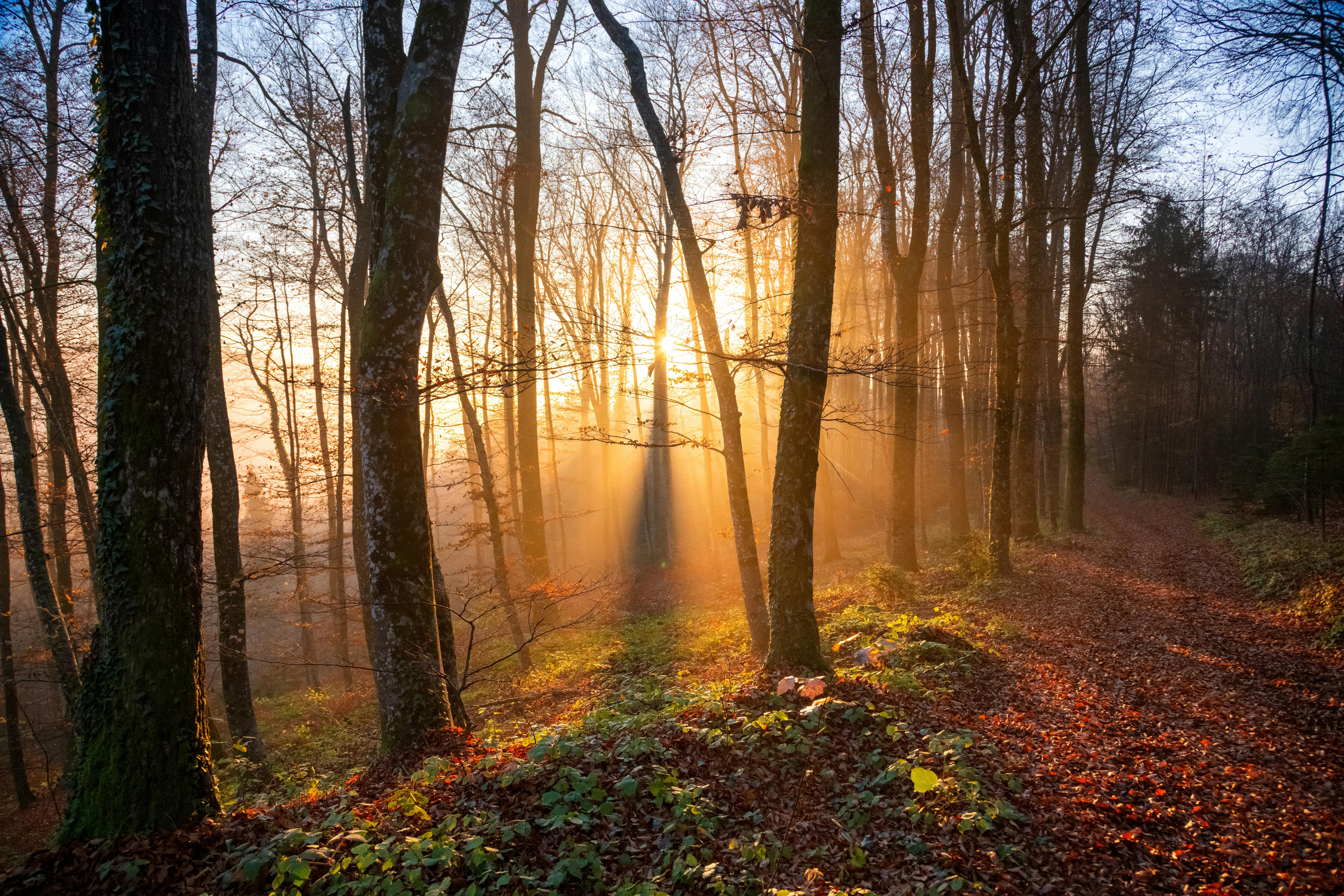 Forest path with light rays streaming through misty trees