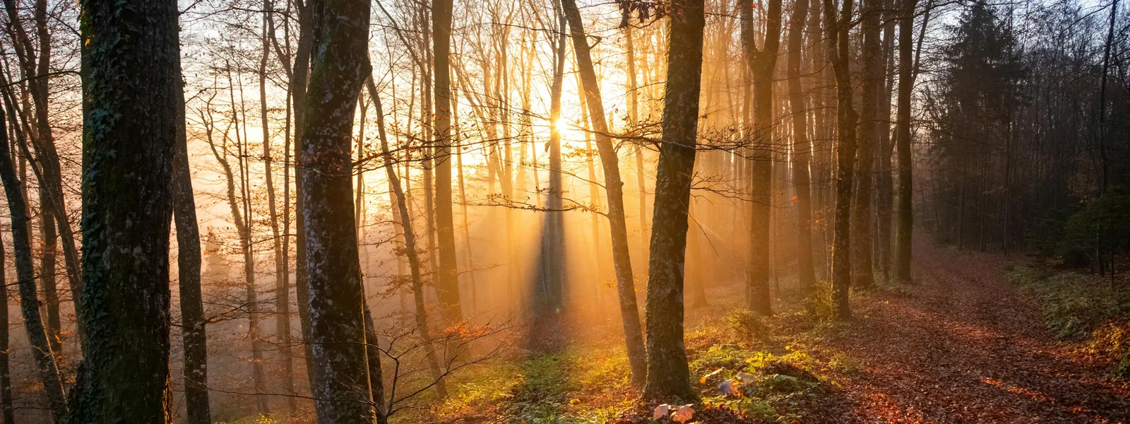 Low sun breaking through bare trees, light falling across a leaf-covered forest path